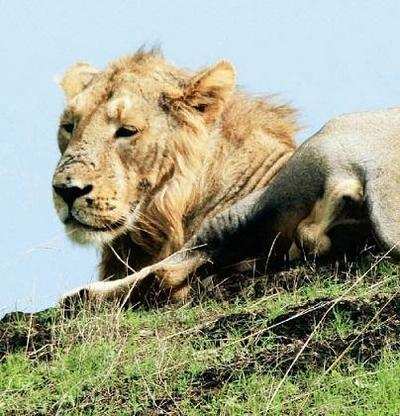 Three Gujarat lions to be gifted to Czech zoo