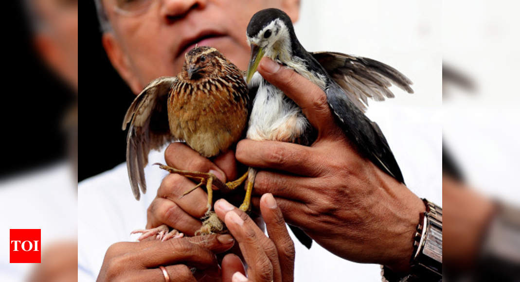 Eight species of birds on the verge of extinction, says study - Times