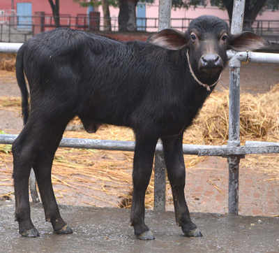 First Chhattisgarh wild buffalo clone born in Haryana