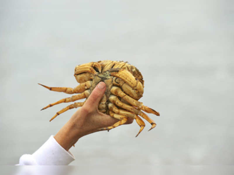 Cleaning a crab for beginners