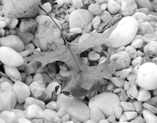 White Pebble Beach