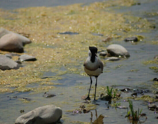 Jim Corbett National Park