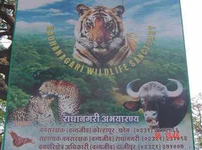 Sahyadri tiger reserve, Radhanagari to get more camera traps soon