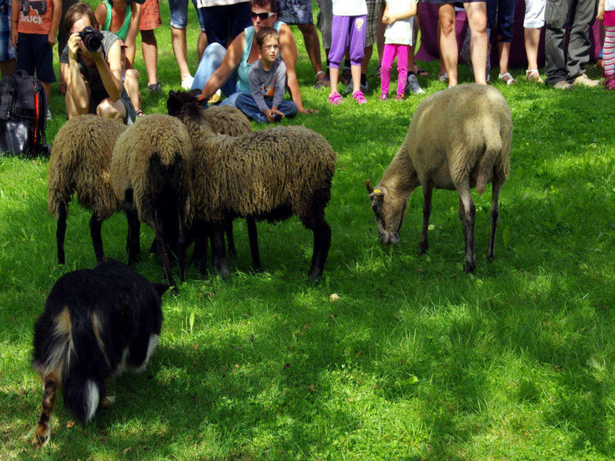 Idaho’s Trailing of the Sheep Festival Times of India Travel