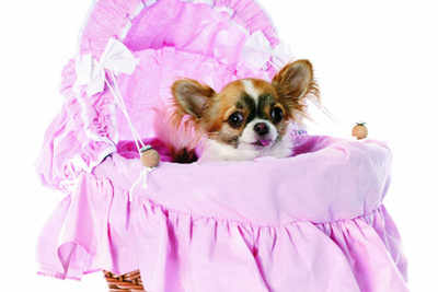 Fancy beds for your pooch