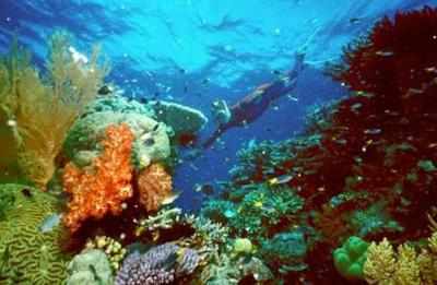 Australia orders waste dumping ban on Great Barrier Reef