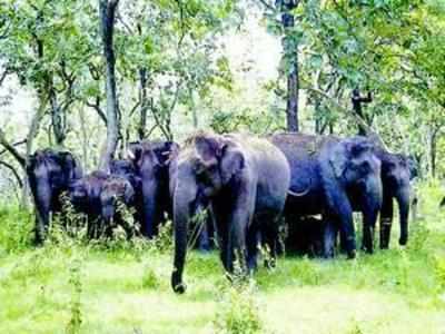 Forest department plans to domesticate wild elephants in Kolhapur