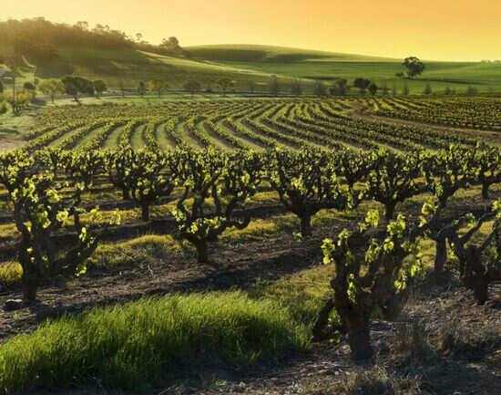 The Barossa Valley