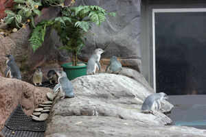 International Antarctic Centre
