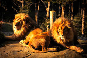 Wellington Zoo