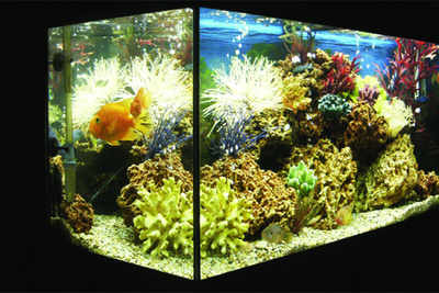 Liven up your home with a marine aquarium
