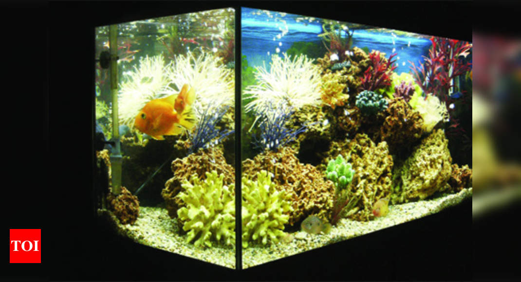 Liven up your home with a marine aquarium - Times of India