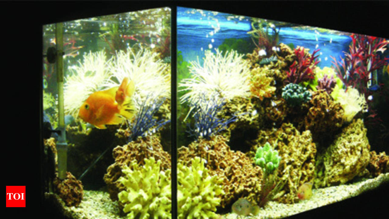 How to Clean and Maintain a Saltwater Aquarium