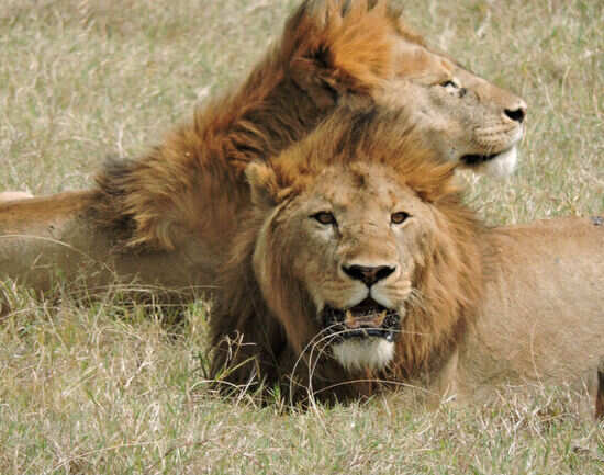 10 interesting national parks of Africa