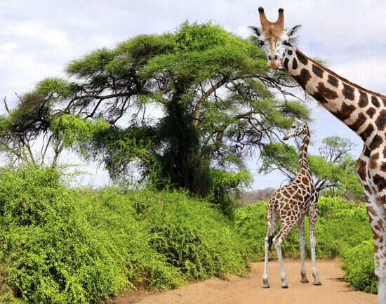 Kruger National Park