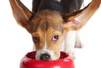Supplements required for your pooch