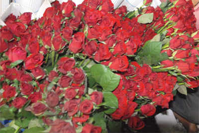 The prices of roses up this Valentine’s Day