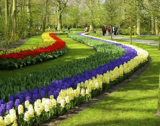 Keukenhof in Netherlands | Times of India Travel