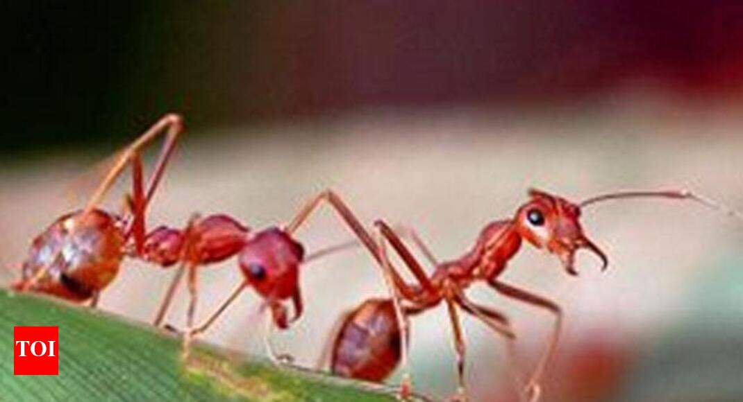Ants have toilet areas in their nests Study Times of India