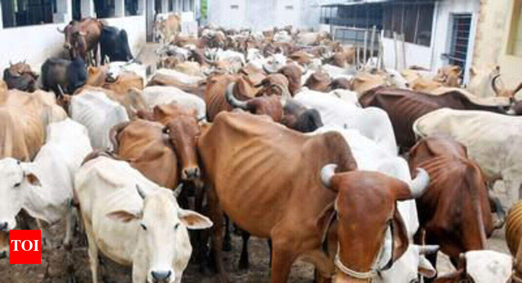 Cow slaughter a nonbailable offence in Maharashtra India News