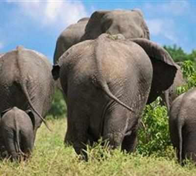 Wild elephants wreaking havoc in Koraput villages