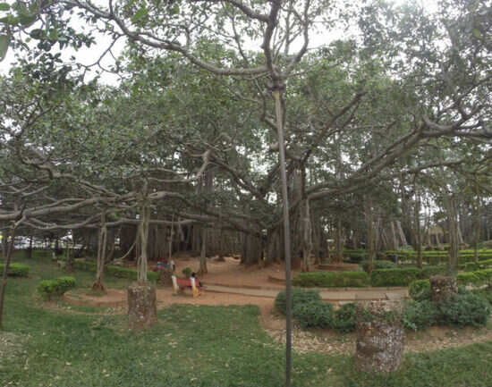 Big Banyan Tree