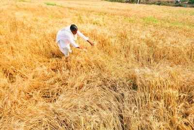 Govt to take all steps to help farmers deal with crop loss, Jaitley assures
