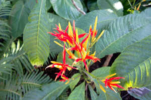 Berlin Botanical Garden
