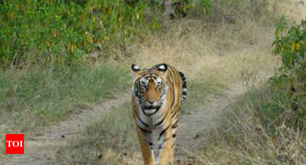 Delhi Village Sees Tiger In Its Midst Delhi News Times Of India