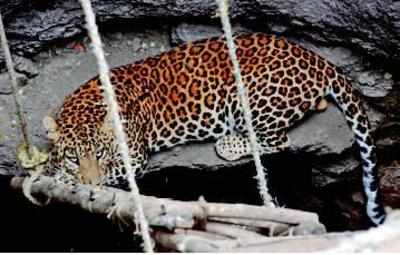 Leopard trapped in Jalpaiguri, released in forest