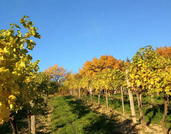 Wine Country