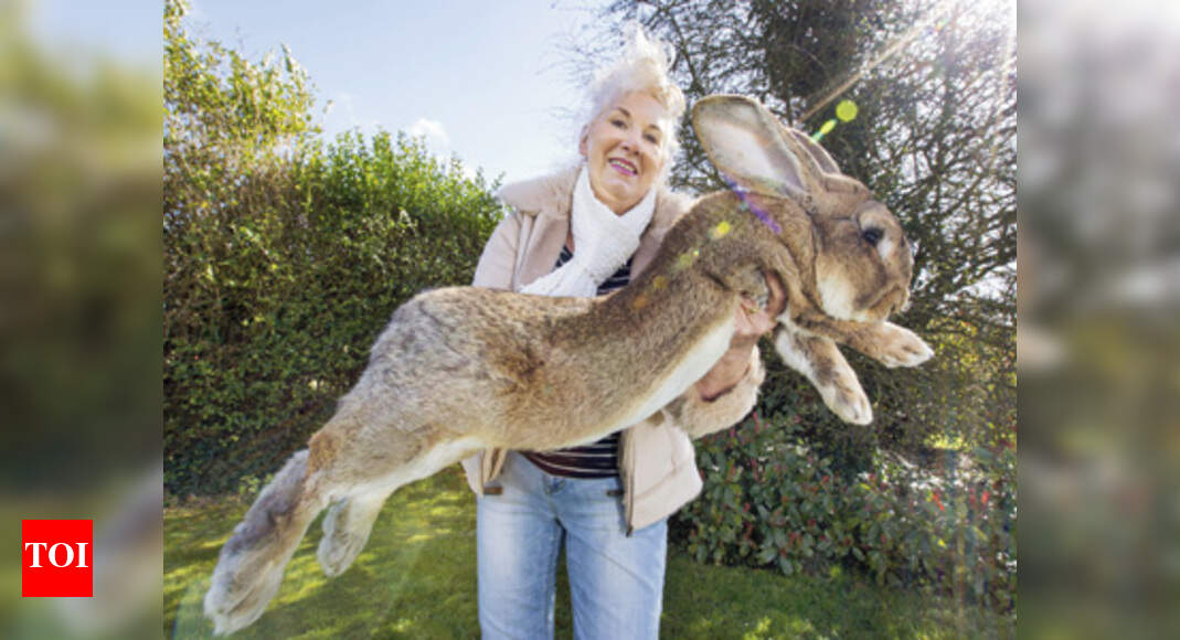 huge house rabbit