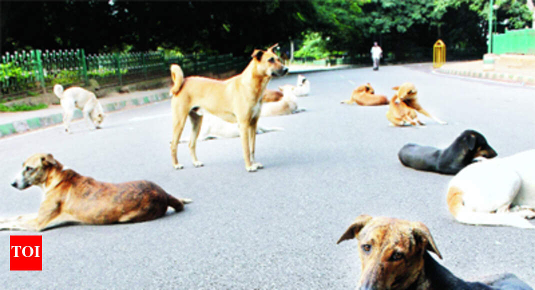Should stray dogs stay or go? - Times of India Should stray dogs stay or go? - Times of India