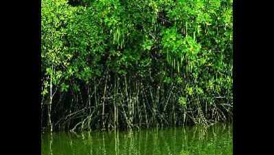 ‘Goa’s mangroves most vulnerable’