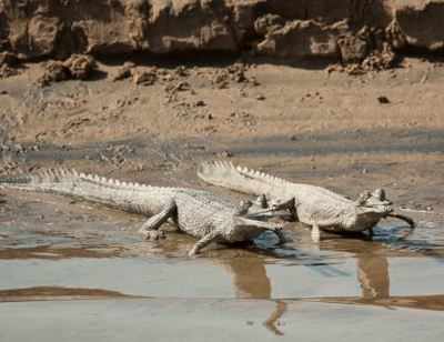 Punjab to release gharials in rivers to promote eco-tourism