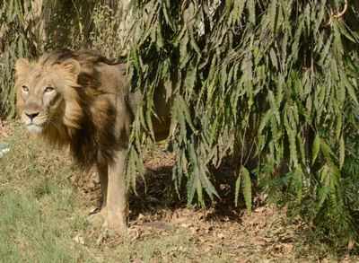 Lion as national animal? Central panel discusses idea