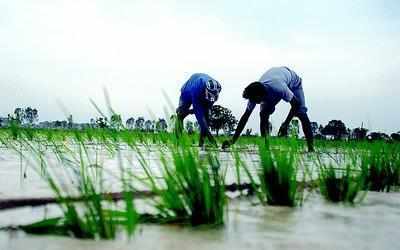 Wheat crop loss in Haryana massive