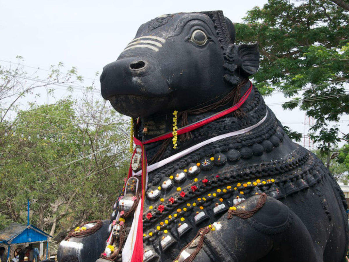 Nandi to Nandi in Mysore | Times of India Travel