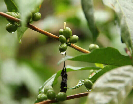 Explore the coffee culture in Chikmagalur
