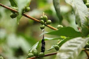 Explore the coffee culture in Chikmagalur