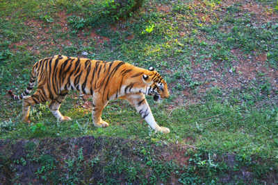 Madhya Pradesh tigress sets record of giving birth to 22 cubs