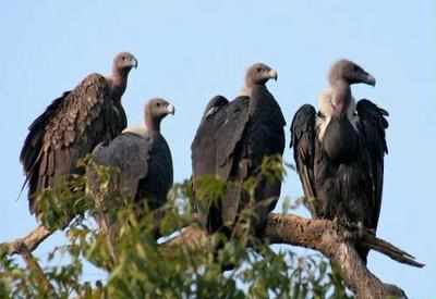 Vulture culture atop coconut palms sends bird numbers soaring