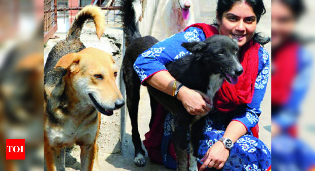 Nashik goes all out for adopting strays - Times of India
