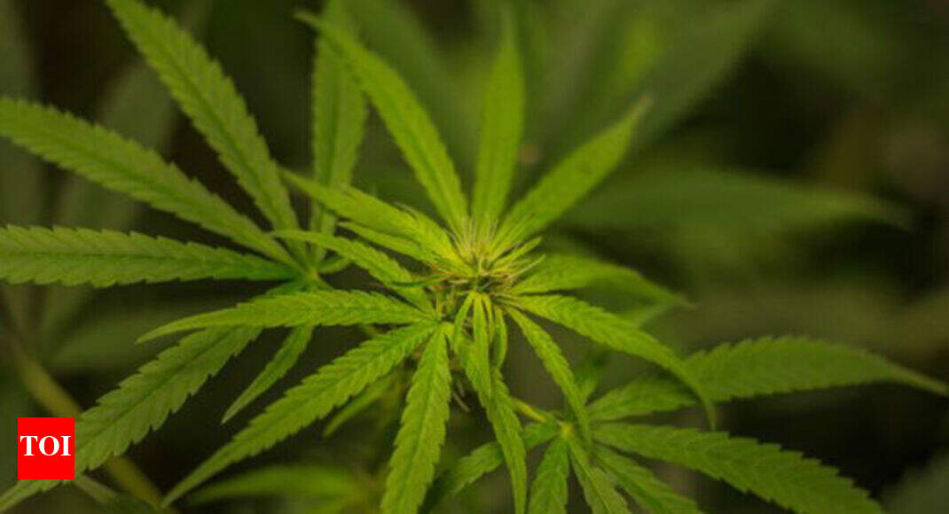 Legalize medical cannabis, activists say  India News 