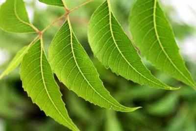 60kg of neem paste for dying rain trees