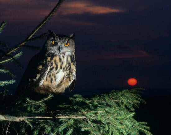 Night tour of Bali Zoo