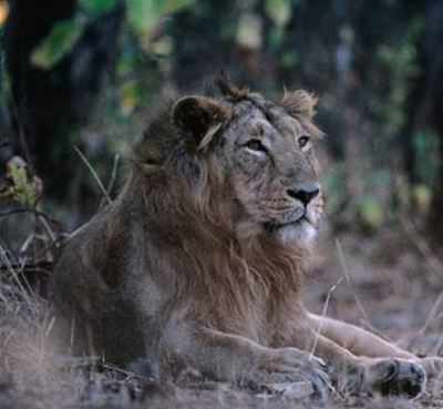 Lion doubles kingdom, expands pawprint by 10,000 sq km