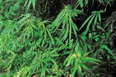Int'l cry to legalize marijuana reaches Bengaluru