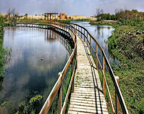 Azraq Wetland Reserve