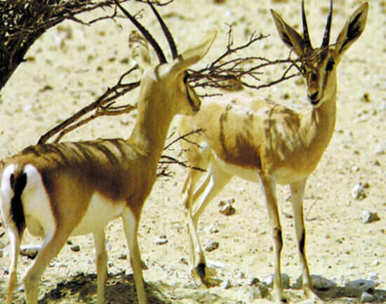 Shawmari Reserve